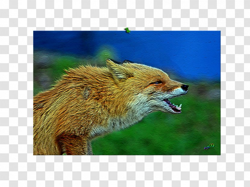 Red Fox Fauna Snout Wildlife News - Fru Transparent PNG
