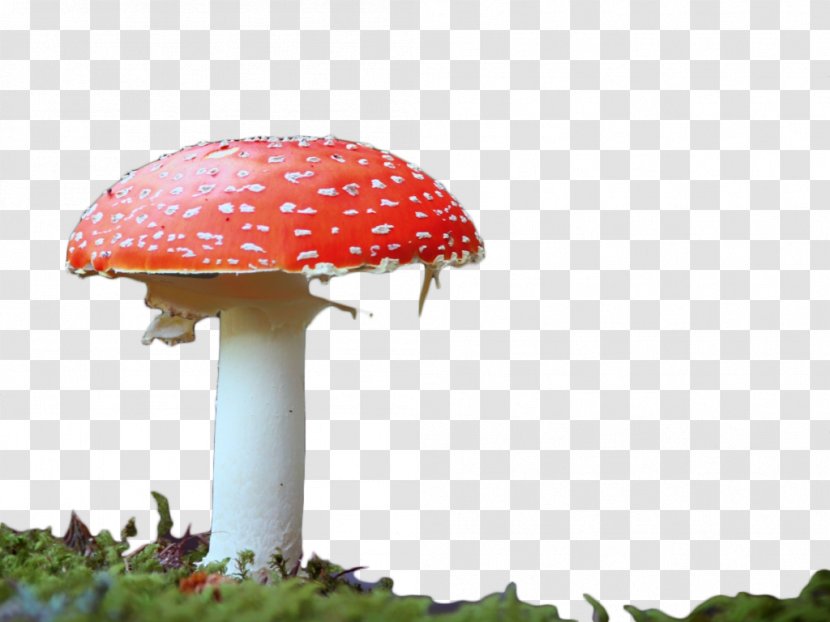 Edible Mushroom Red Clip Art - Fungus Transparent PNG