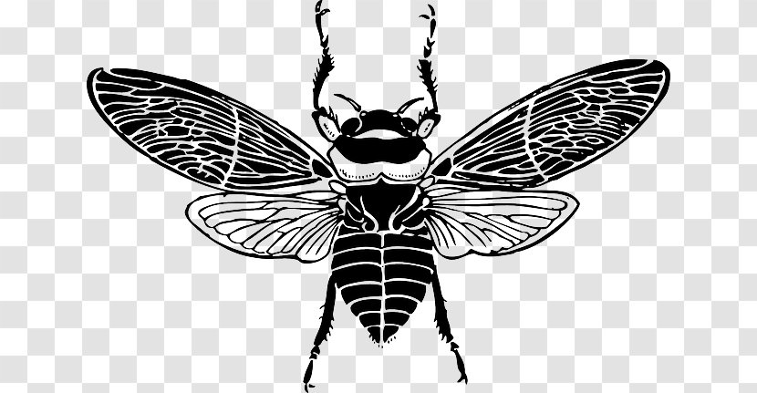 Honey Bee Clip Art - Pollinator - Silhouette Transparent PNG