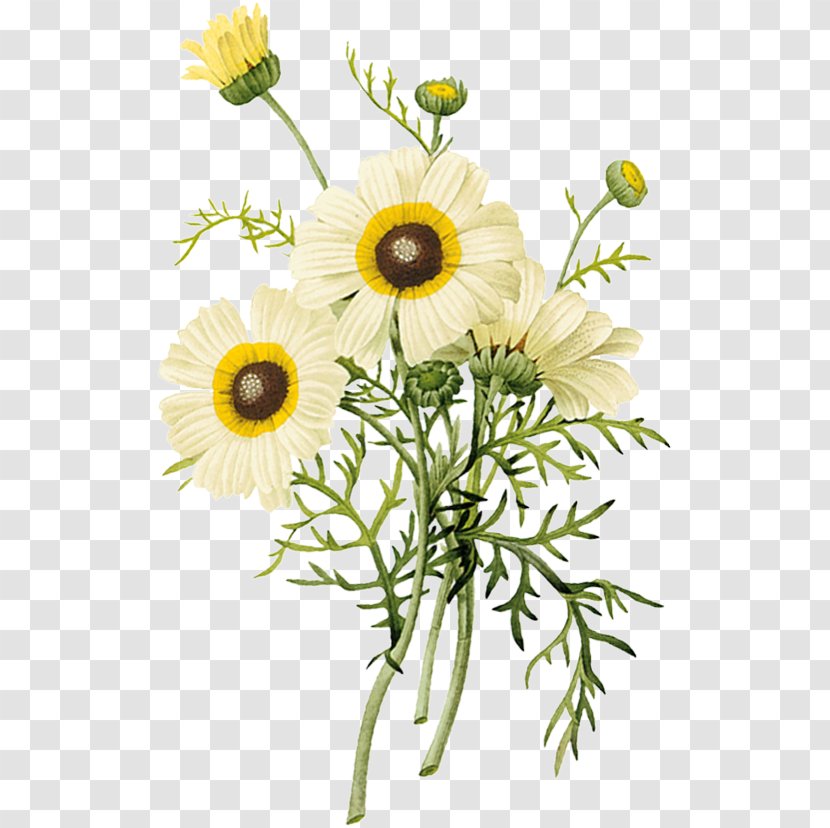 Chrysanthemum Flower Euclidean Vector - Chamaemelum Nobile Transparent PNG