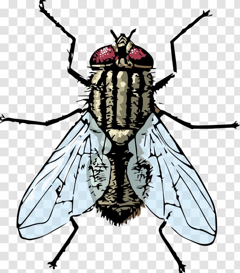 Clip Art Housefly Insect Vector Graphics - Invertebrate - Fly Dead Transparent PNG
