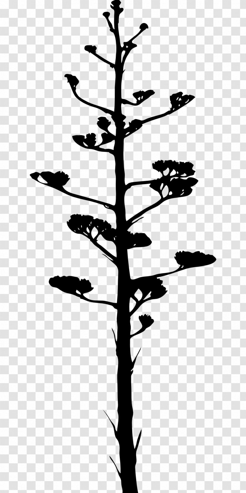 Agave Azul - Tree - Branches Silouhette Transparent PNG