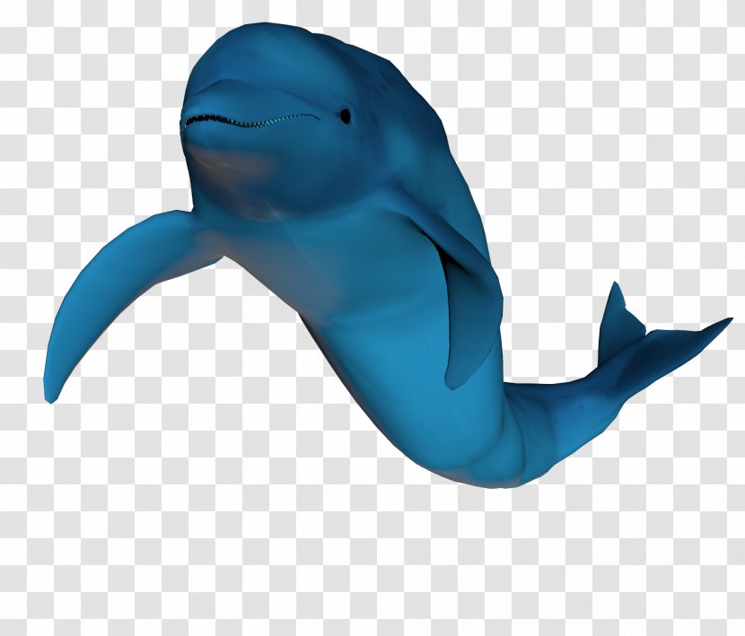 Common Bottlenose Dolphin Tucuxi Cobalt Blue Marine Biology - Show Transparent PNG