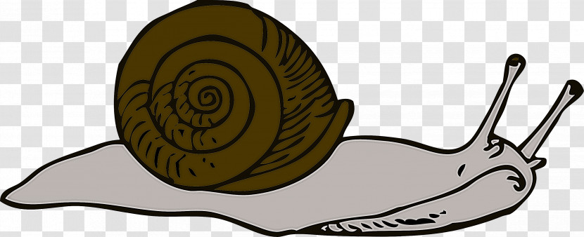 Snails And Slugs Snail Sea Snail Lymnaeidae Slug Transparent PNG