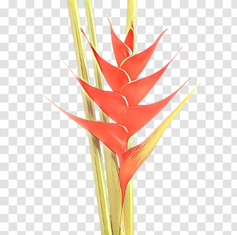 Flowers Background - Stick Candy - Bird Of Paradise Transparent PNG