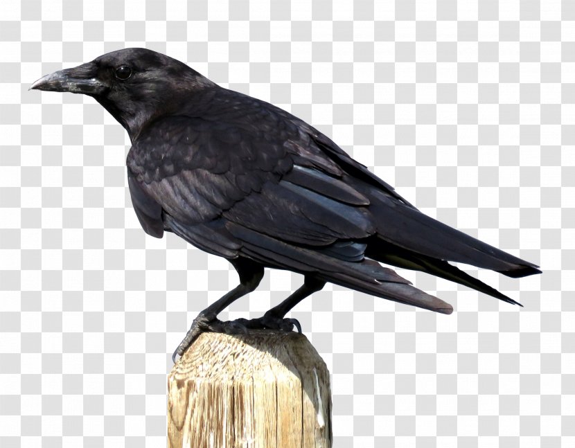 Crows Download - Crow Transparent PNG