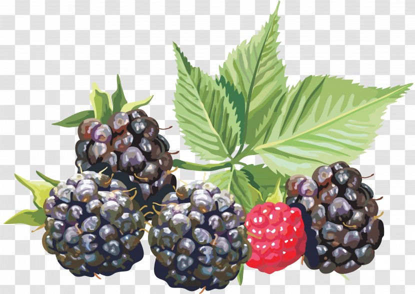 Amora Fruit Blackberry - Boysenberry - Berry Transparent PNG