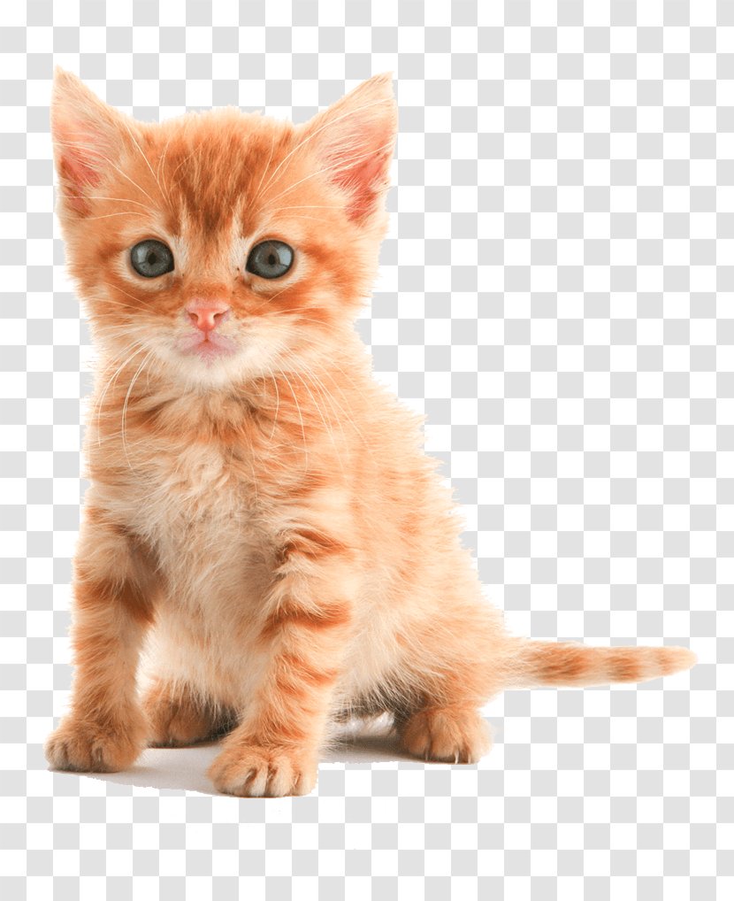 Kitten Tabby Cat Puppy Dog - Pet Shop Transparent PNG