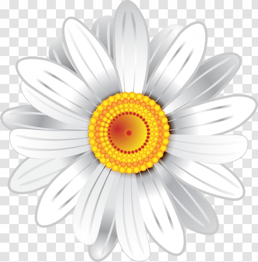 Chrysanthemum White Cut Flowers - Sunflower - Camomile Transparent PNG