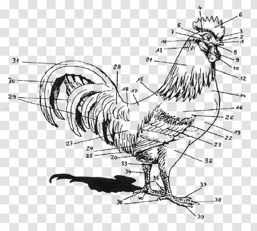 Rooster Chicken Anatomy Human Body Regioni Del Corpo Umano Transparent PNG