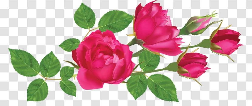 Rose Leaf Flower Clip Art - Flowering Plant - Hand-painted Transparent PNG