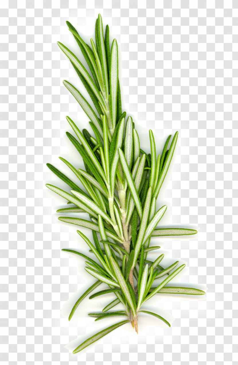 Rosemary Herb Mediterranean Cuisine Spice Food - Plant - Herbalism Transparent PNG