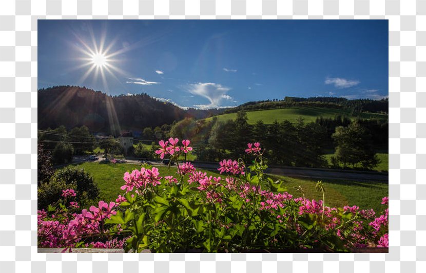 Botanical Garden Meadow Mount Scenery Wildflower - Grass - Oberschwaben Tourismus Gmbh Transparent PNG