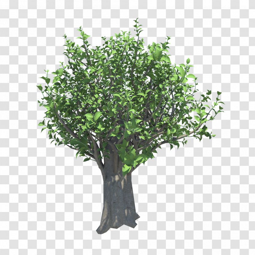 Branch Stock Photography Tree Topiary Shrub - Pine - Growing Transparent PNG