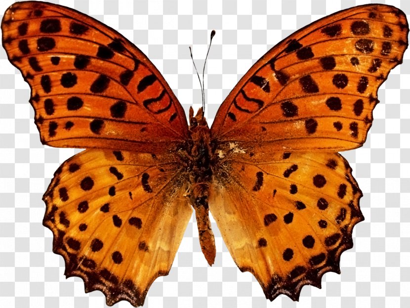 Butterfly Morpho Menelaus Peleides Stock Photography Morphinae - Symmetry - Beautiful Transparent PNG