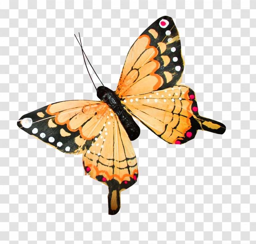 Butterfly Ornament - Photography - Wing Transparent PNG
