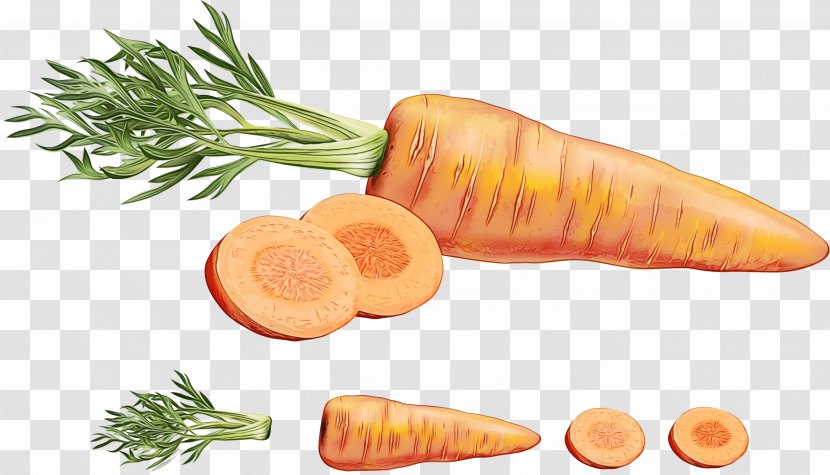 Carrot Root Vegetable Parsnip Food - Plant Vegan Nutrition Transparent PNG