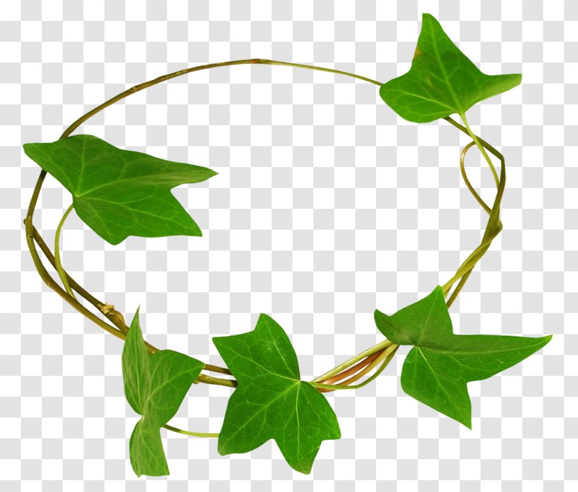 Ivy Bindweeds Clip Art - Megabyte - Family Transparent PNG