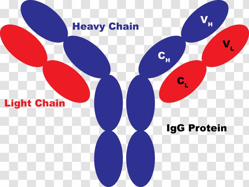 Chimeric Antigen Receptor Protein Antibody Therapy - Creative Biomart - Diens Transparent PNG