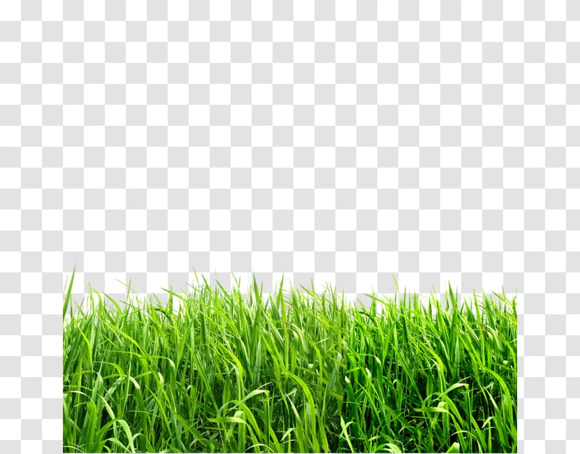 Grasses Image File Formats Clip Art - Grass - Creative Green Transparent PNG