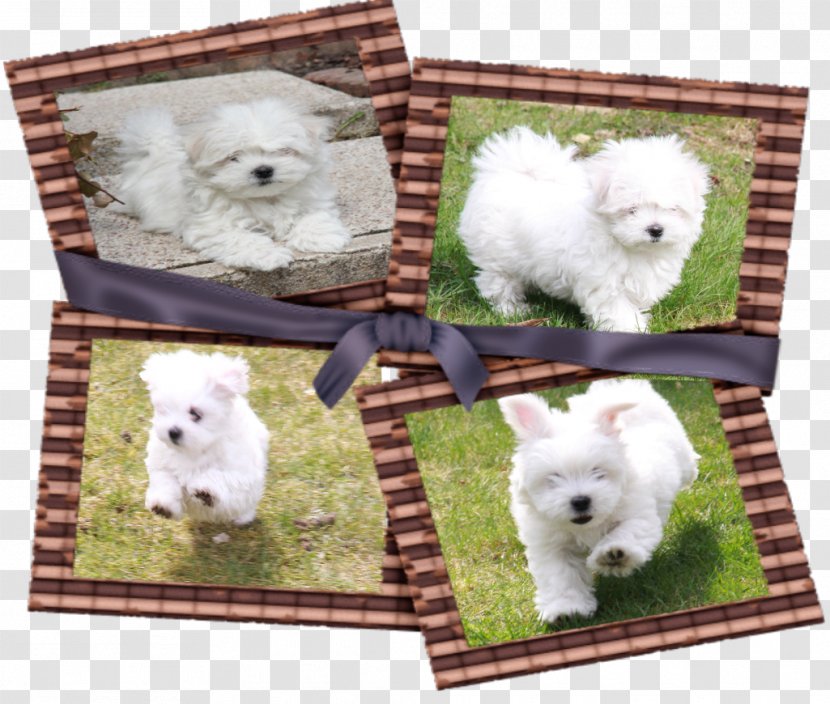 Dog Breed West Highland White Terrier Samoyed Non-sporting Group Alpaca - Carnivoran Transparent PNG