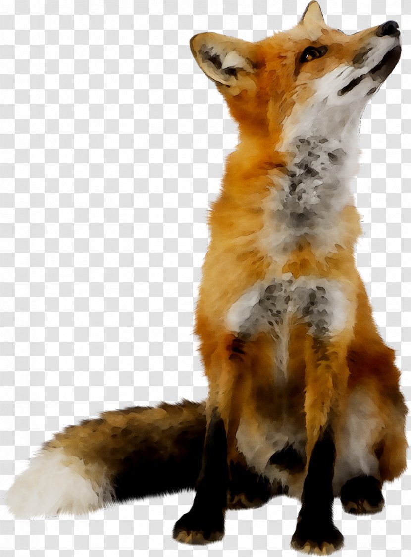 Red Fox Wolf Transparency - Mammal Transparent PNG