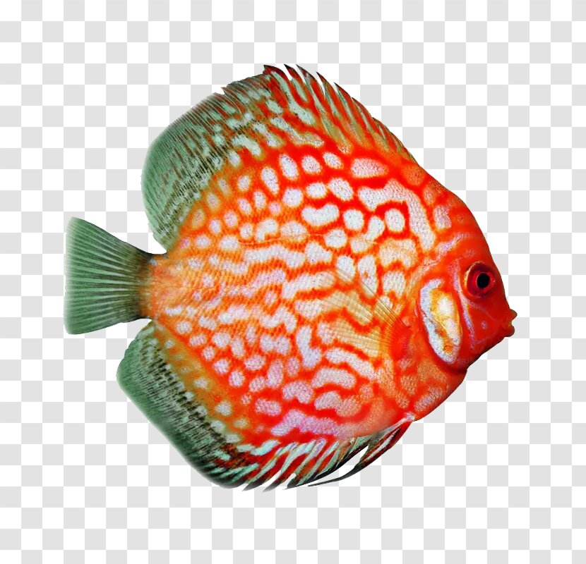 Koi Underwater World Qingdao （South Gate） Angelfish Goldfish Discus - Tropical Fish Transparent PNG
