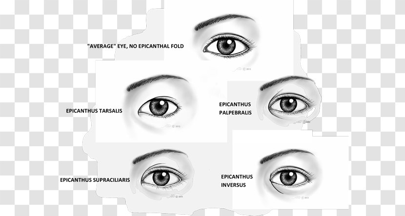 Epicanthic Fold Canthus Eyebrow Ophthalmology - Tree - Human Peripheral Vision Transparent PNG