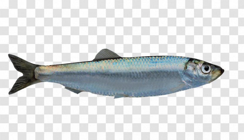 Norway European Sprat Fish Capelin - Products Transparent PNG