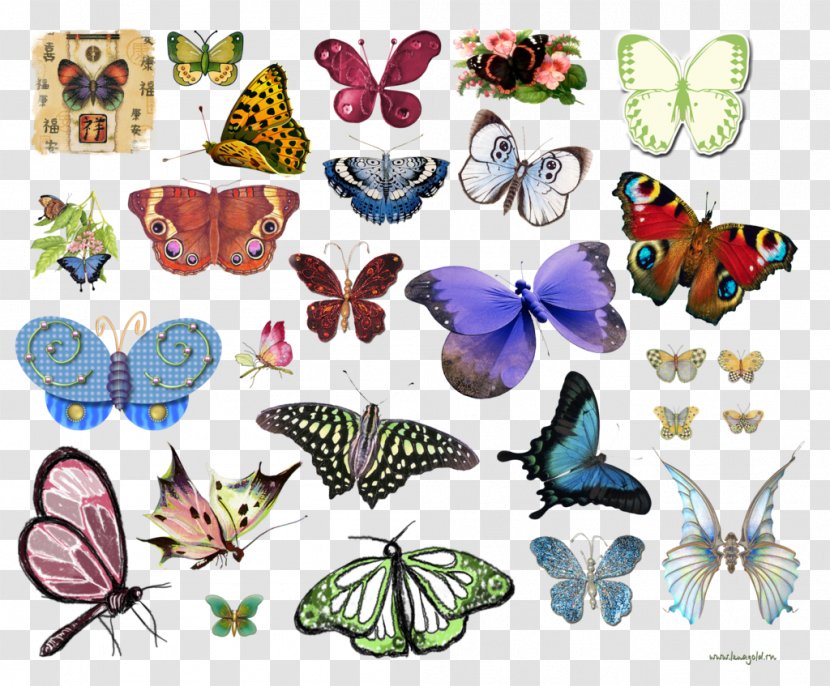 Butterfly Cartoon - Lycaenid - Symmetry Transparent PNG