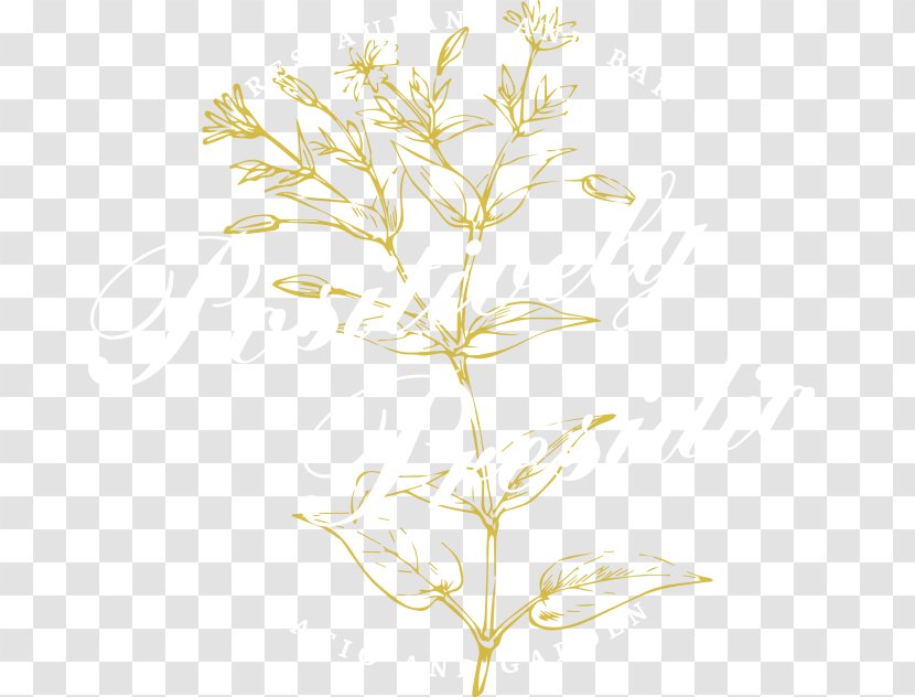 Twig Plant Stem Leaf Commodity Flower - Accepting Applications For 911 Transparent PNG