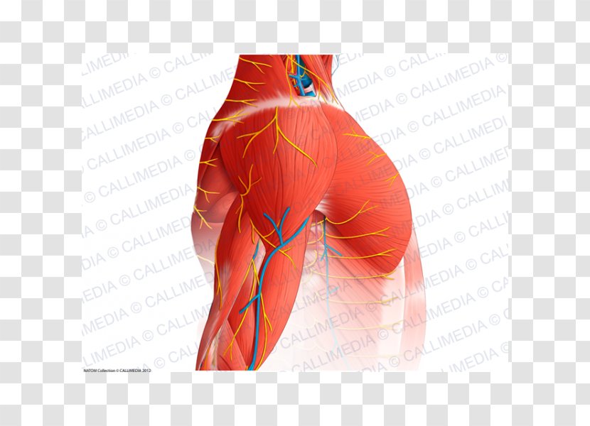 Hip Shoulder Muscle Nerve Blood Vessel - Frame - Arm Transparent PNG