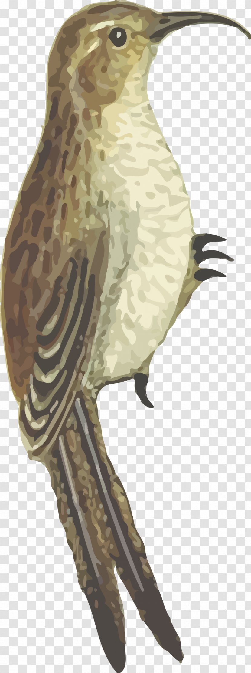 Bird Beak Clip Art Image - Feather Transparent PNG