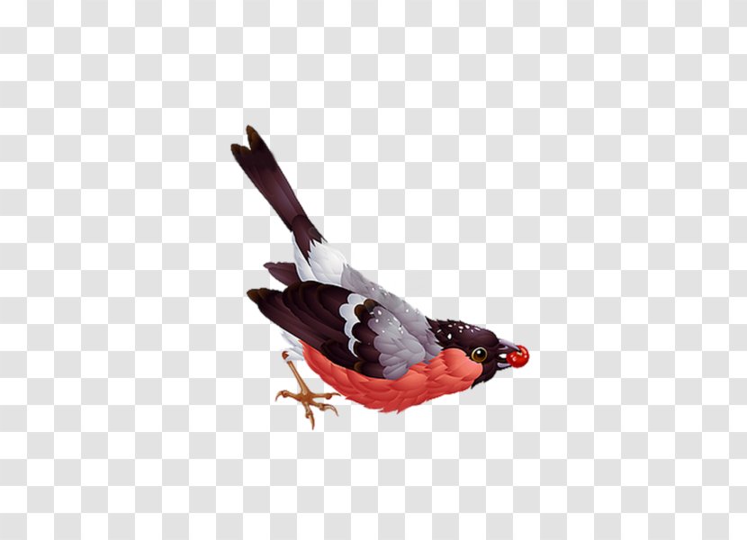 Bird Bullfinch Clip Art - Royaltyfree Transparent PNG