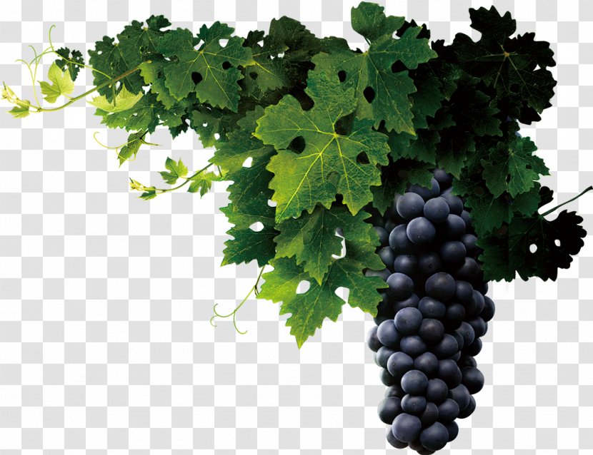 Juice Wine Common Grape Vine Seed Extract - Capsule Transparent PNG