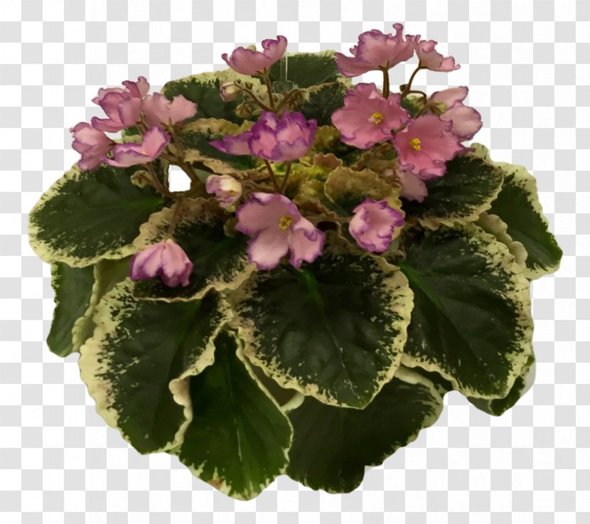 Primrose Violet Annual Plant Family Violaceae Transparent PNG
