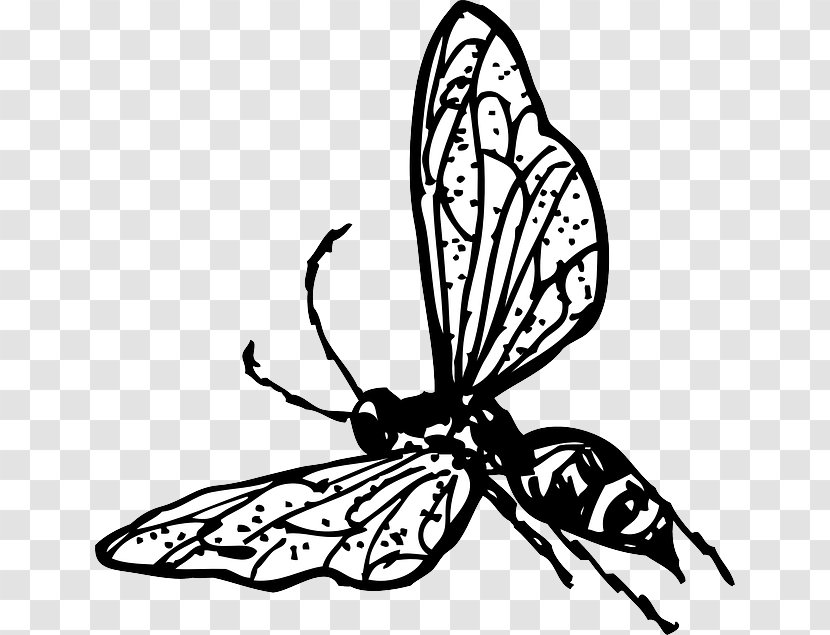 Insect Bee Wasp Clip Art - Symmetry - Outline Transparent PNG