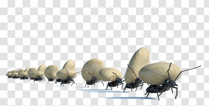 Ant Stock Photography Royalty-free - Organism - A Move Stones Ants Transparent PNG