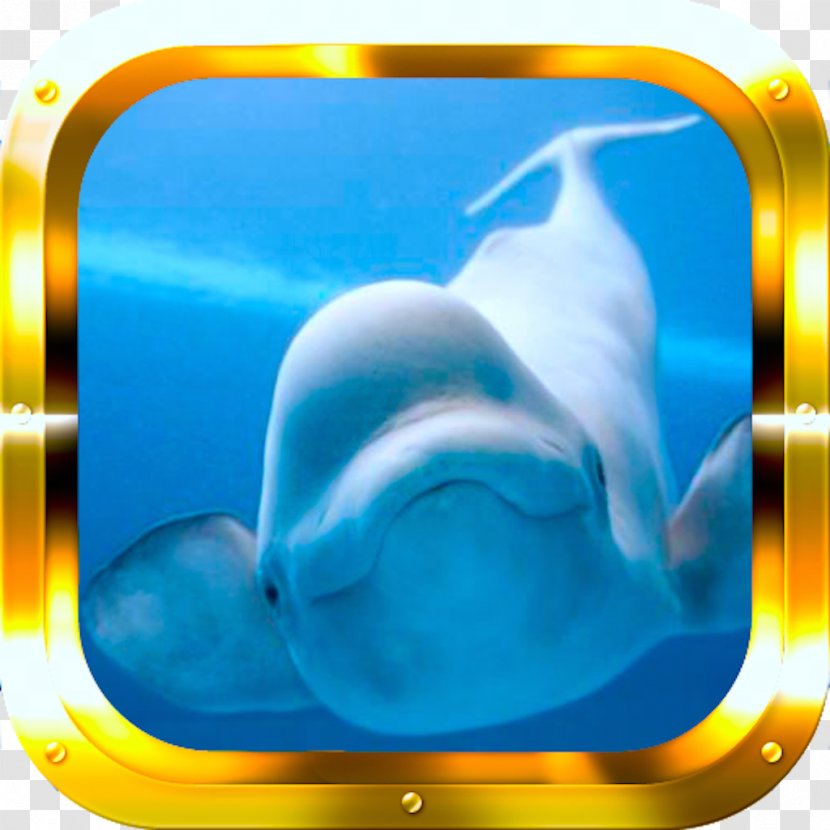 Arctic Beluga Whale Shedd Aquarium Lagenorhynchus - Cetacea Transparent PNG