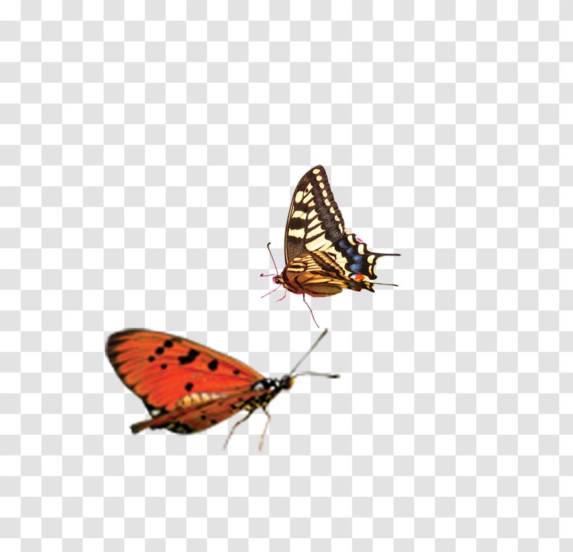 Monarch Butterfly Lycaenidae Fun, Easy, And Useful C/C++ Programming Moth - Invertebrate Transparent PNG