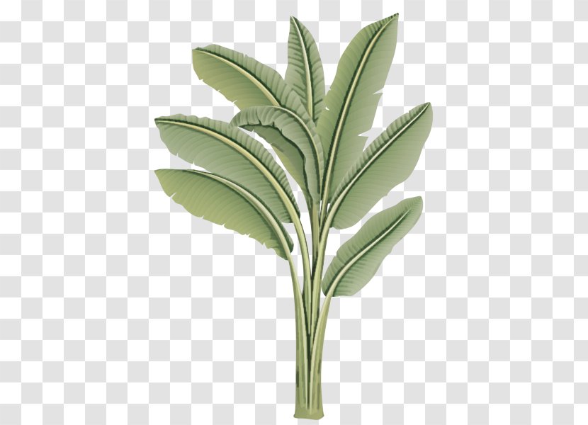 Leaf Plant Flower Flowering Tree - Perennial Herb Transparent PNG