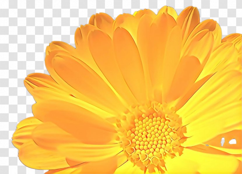 Flowers Background - Closeup - Perennial Plant Asterales Transparent PNG