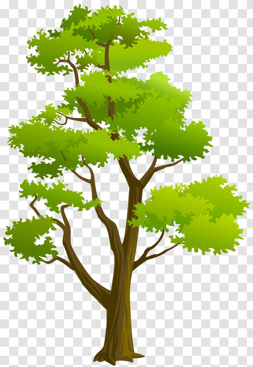 Clip Art - Leaf - Tree Transparent PNG