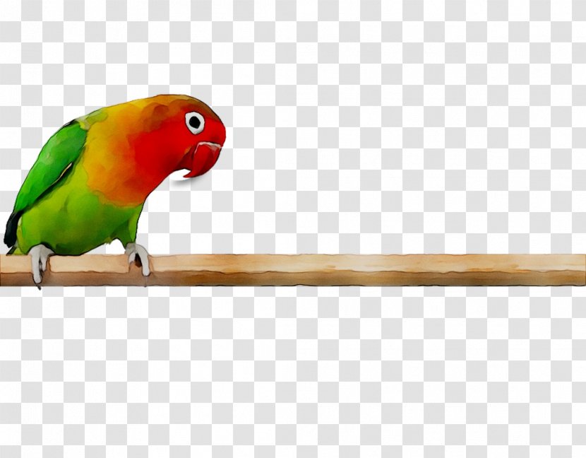 Lovebird Parakeet Macaw Feather Pet - Wing Transparent PNG
