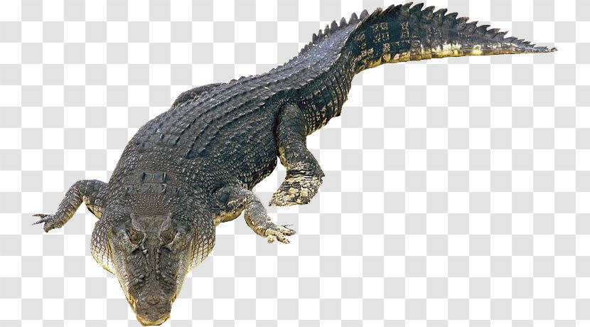 Crocodiles Saltwater Crocodile Nile Gecko - Alligator Transparent PNG
