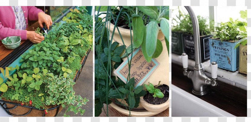 Window Box Market Garden Grow Herbs Transparent PNG