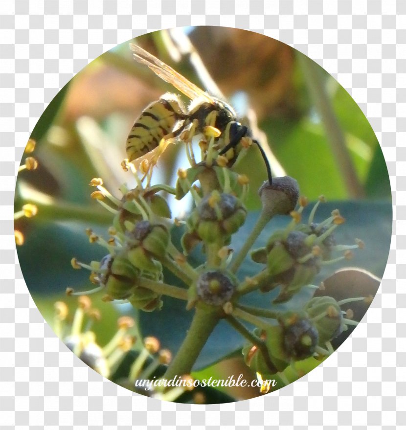 Honey Bee Levante Common Ivy Araliaceae - Island Transparent PNG