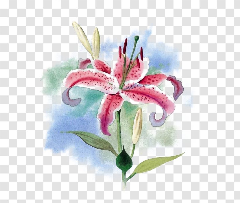 Tiger Lily Flower Water Arum-lily - Watercolor Painting - Flowers With Pink Spots Buttoning Material Transparent PNG