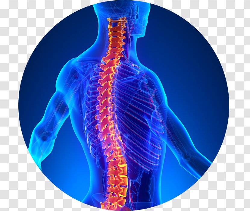 Chiropractic Chiropractor Back Pain Health Care Therapy - Medical - Spondylosis Transparent PNG