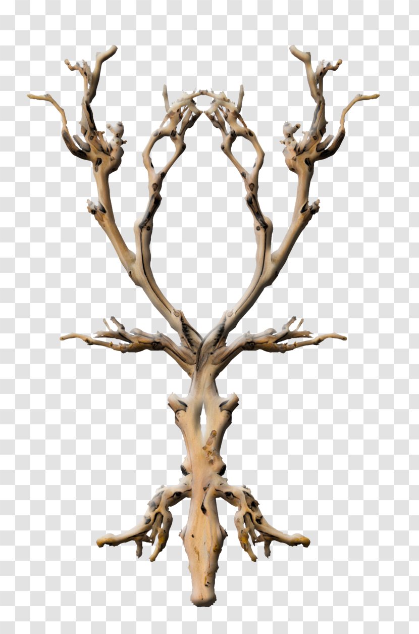 Twig Branch Tree Snag Plant - Arbre Mort Transparent PNG